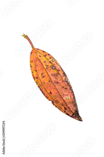 Dry maple leaves fall, yellow and red in autumn with a white background, including the clipping path, can be used as wallpaper and editing material. empty space for text. © nature design