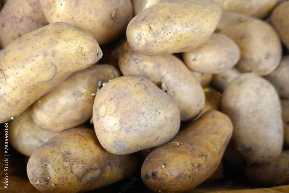 Fresh organic potato stand out among many large background potatos in the market. Heap of potatos root. Fresh organic potato stand out among many large background potatos in the market. Heap of potatos root.