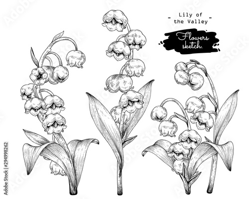 Sketch Floral Botany Collection. Lily of the valley flower drawings. Black and white with line art on white backgrounds. Hand Drawn Botanical Illustrations. Nature Vector.