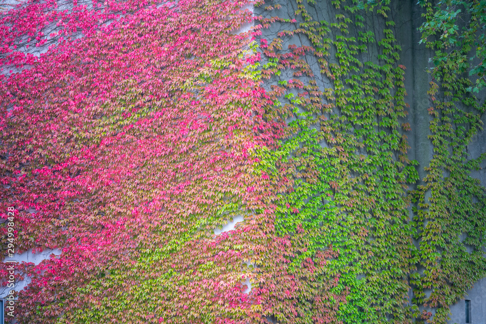Wild wine on a house facade shows the beautiful colors of autumn