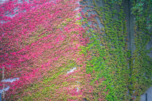 Obraz na płótnie Wild wine on a house facade shows the beautiful colors of autumn w salonie