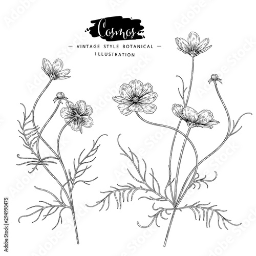 Sketch Floral Botany Collection. Cosmos flower drawings. Black and white with line art on white backgrounds. Hand Drawn Botanical Illustrations.Nature Vector.