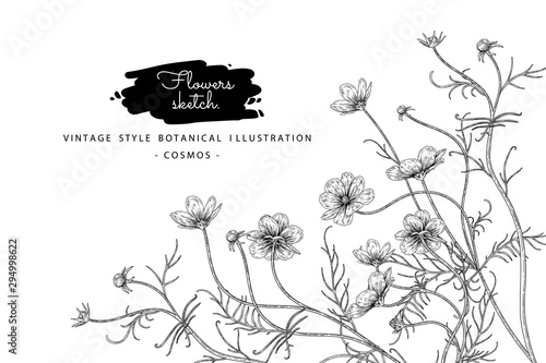 Sketch Floral Botany Collection. Cosmos flower drawings. Black and white with line art on white backgrounds. Hand Drawn Botanical Illustrations.Nature Vector.