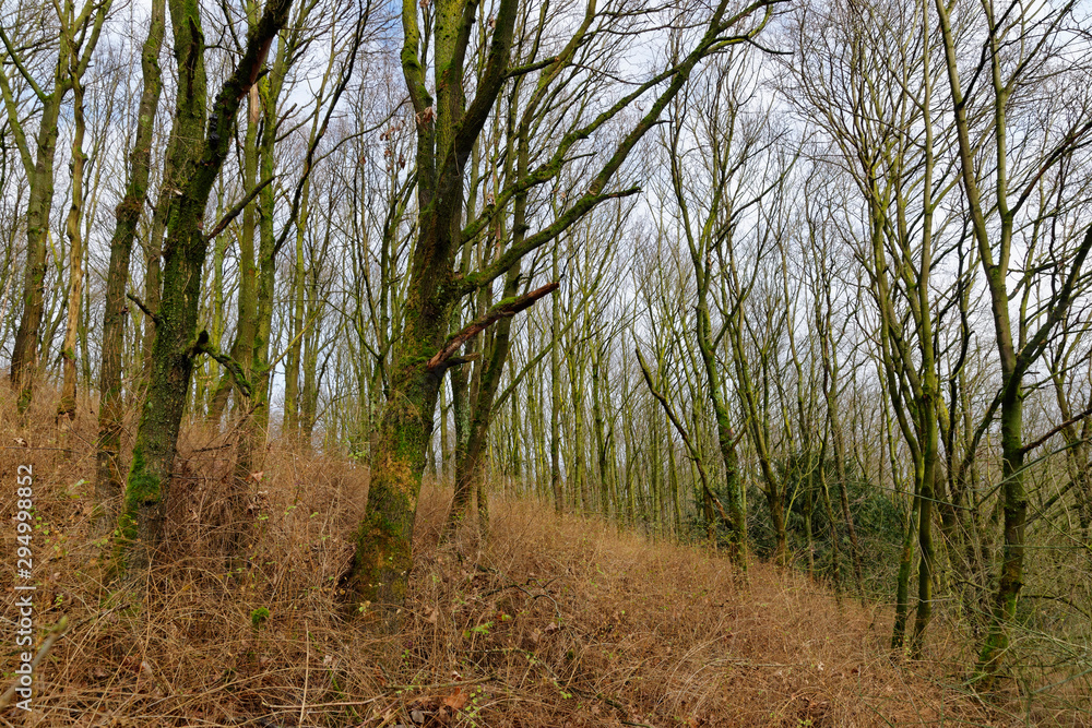 Stieleichenwald im Herbst Stieleichenwald im Herbst