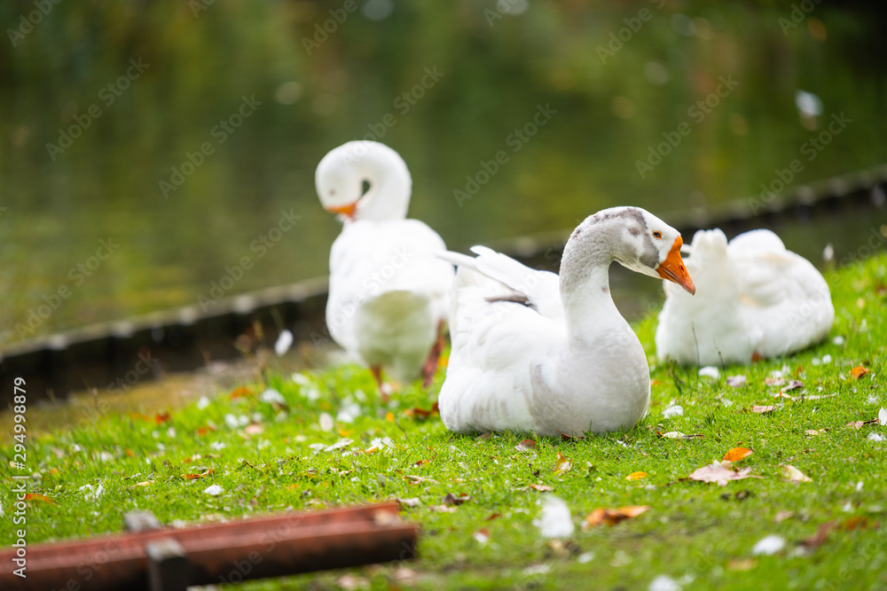 Obraz premium Focus on relaxed wild birds nipping on a leg