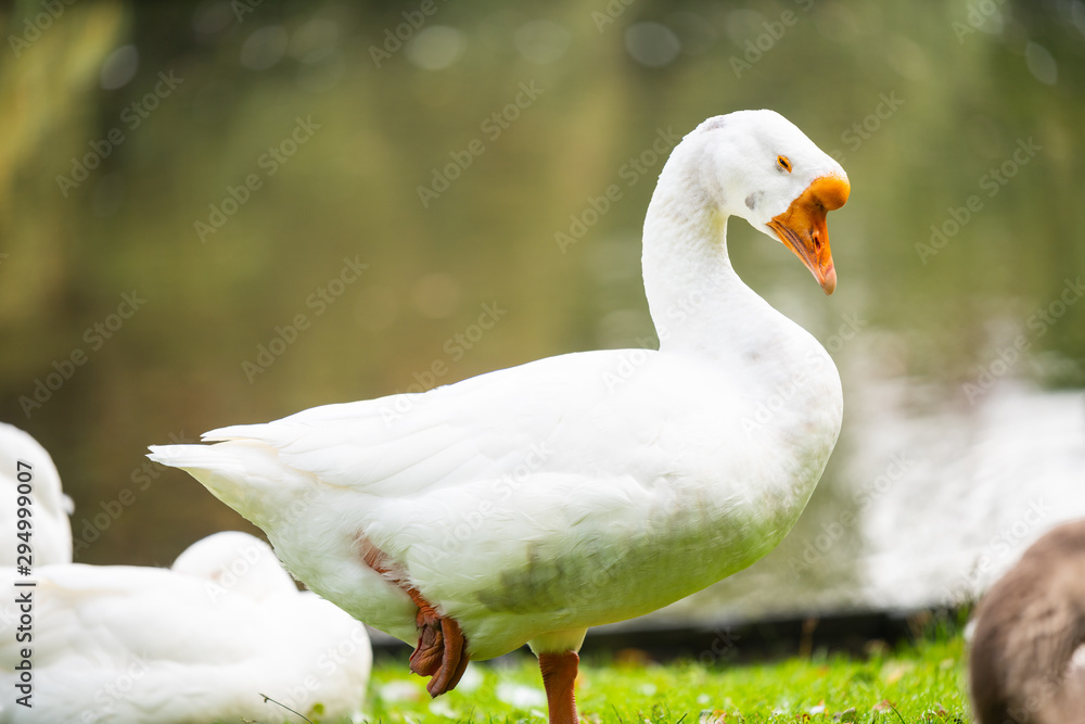Focus on relaxed wild birds nipping on a leg Focus on relaxed wild birds nipping on a leg