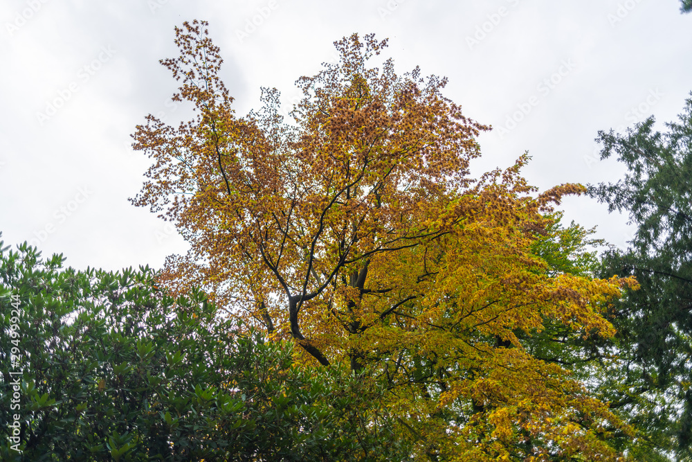 Obraz premium The autumn shows his face in the trees and lets the dress of the trees slowly wither and fall