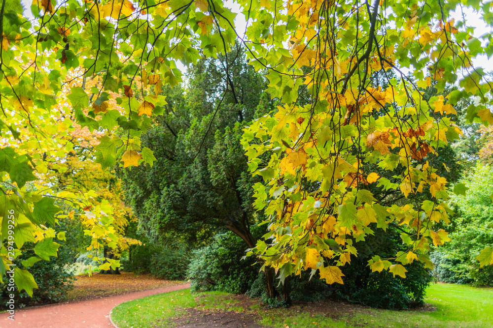Naklejka premium The autumn shows his face in the trees and lets the dress of the trees slowly wither and fall