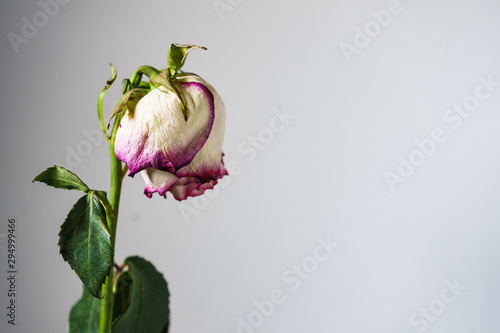 Dried withered rose flower on wall background photo