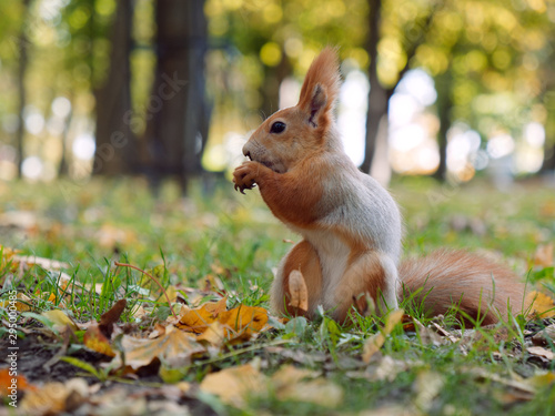 forest squirrel takes food from his hand in a city park. Gomel  Belarus