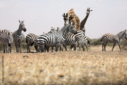 Animals gather at a waterhole - Africa