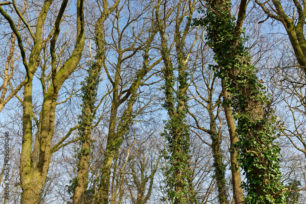 Fototapeta premium Stieleichenwald im Herbst
