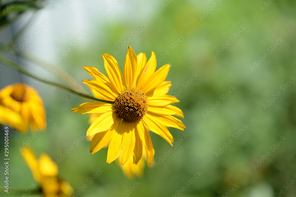 Bright yellow Rudbeckia flower in a summer garden lit by the sun close-up Bright yellow Rudbeckia flower in a summer garden lit by the sun close-up
