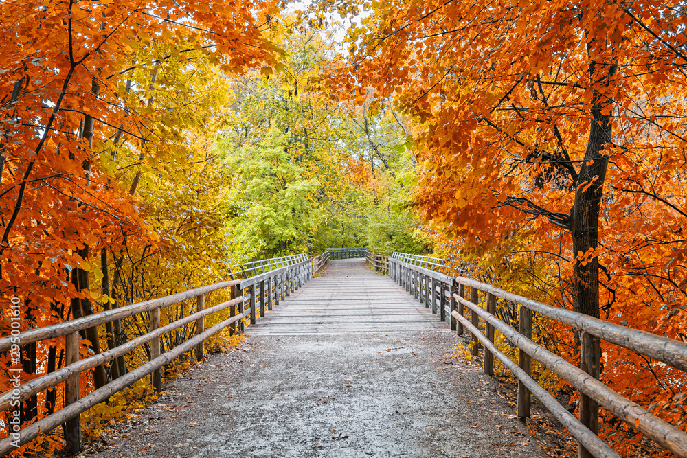 wooden bridge in the forest, autumnal colored trees and shrubs