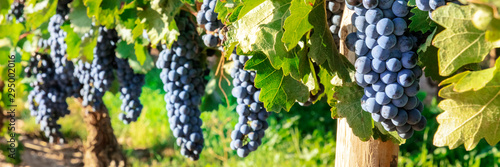 A panorama of wine grapes at a vineyard right before the autumn harvest, selective focus photo