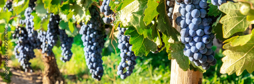 Wallpaper Mural A panorama of wine grapes at a vineyard right before the autumn harvest, selective focus Torontodigital.ca