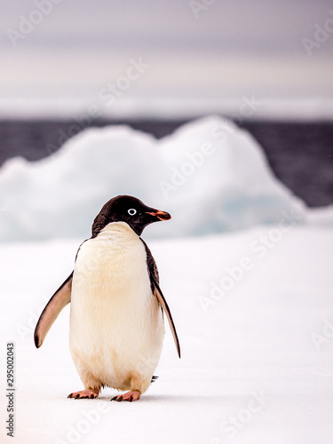 Adelie penguin standing on an ice floe in Antarctica
