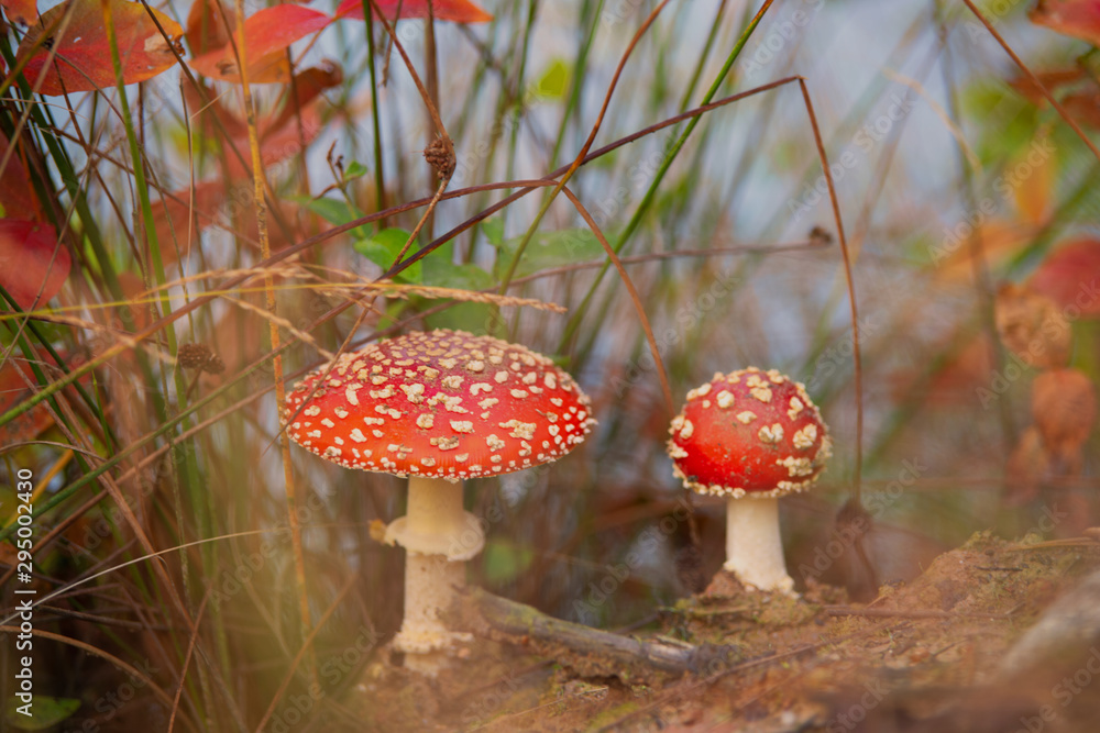 Fliegenpilze Symbole des Glücks foto de Stock Adobe Stock