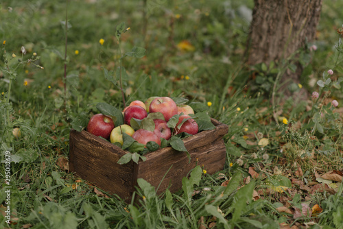Ripe red apples in wooden box