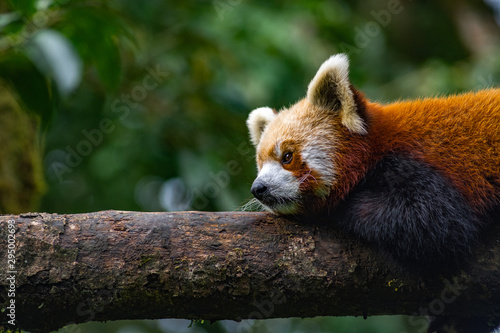 The Red Panda