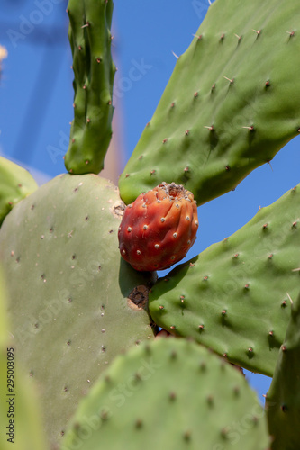 flower and fruit of prickly pear