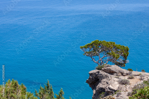 a maritime pine above a cliff overlooking the blue sea of ​​Aghia Fotia, in Crete photo