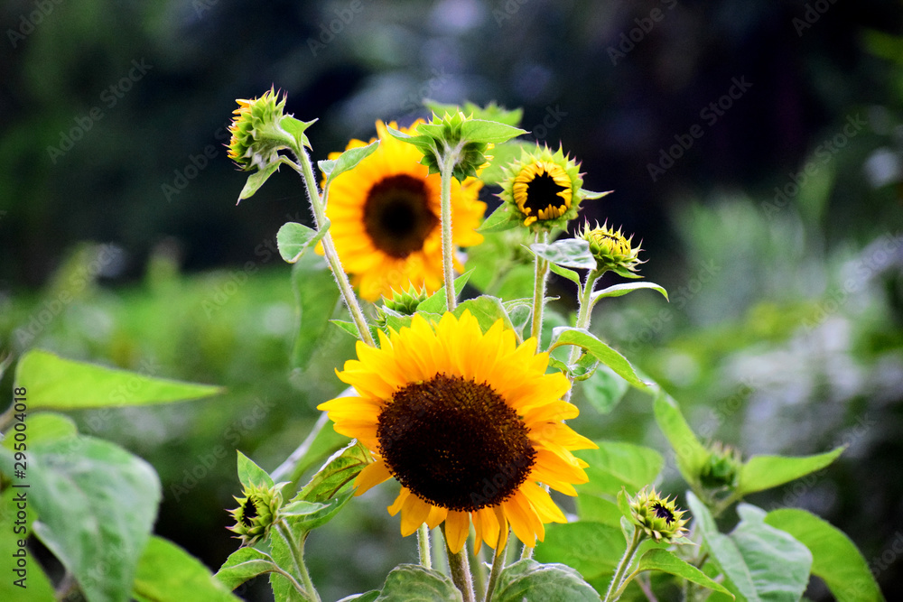 field of sunflowers field of sunflowers