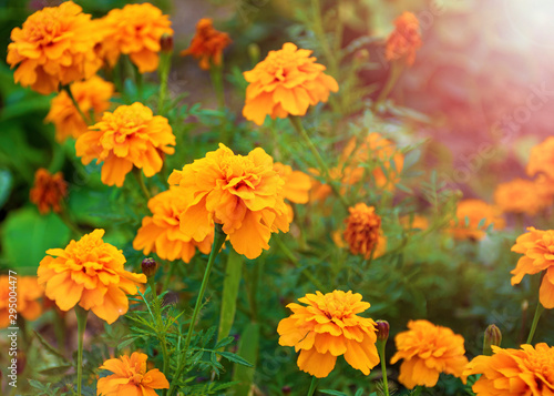 .beautiful yellow flower. marigold. flowers for the garden.