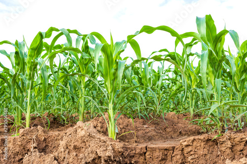 Green corn field, Row of corn plantation near sliding soil texture. Isolated on white