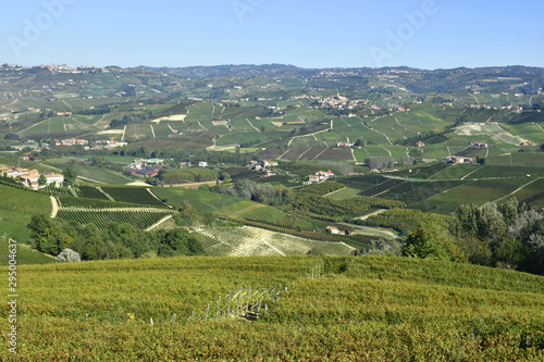 Langhe vineyards panorama