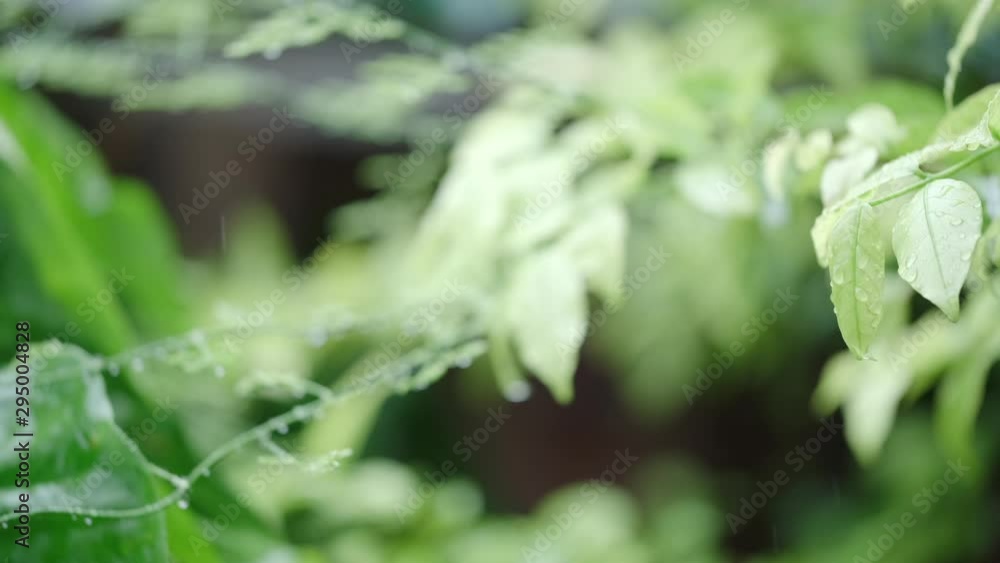Green Leaves after the rain. Wet tree leaves and branch after summer rain Green Leaves after the rain. Wet tree leaves and branch after summer rain