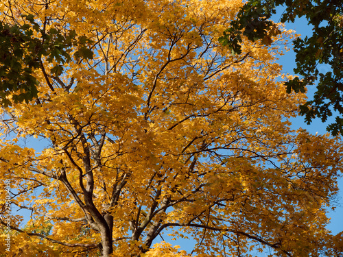 beautiful yellow autumn leaves on a tree
