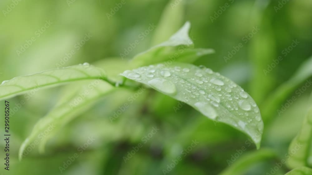 Green Leaves after the rain. Wet tree leaves and branch after summer rain Green Leaves after the rain. Wet tree leaves and branch after summer rain