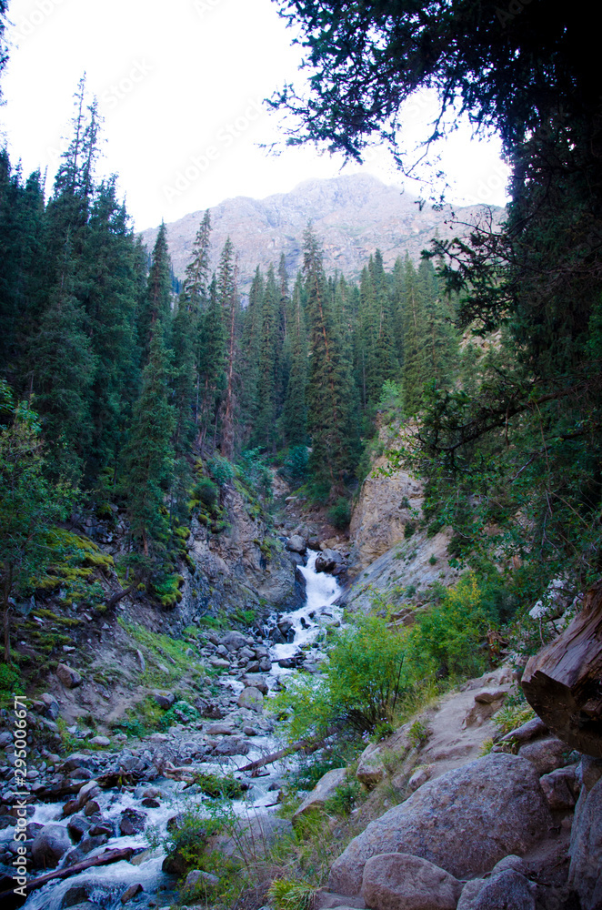 Obraz premium forest in mountains