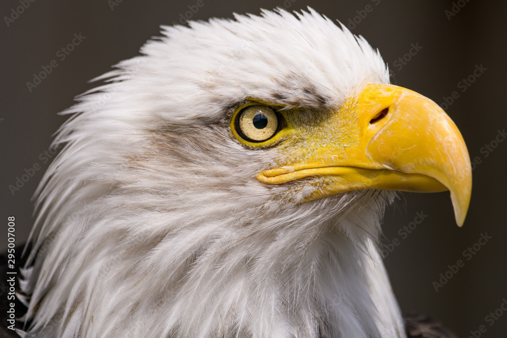 Closeup portrait of a bald eagle Closeup portrait of a bald eagle