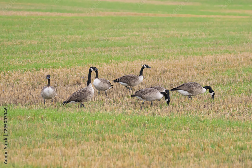 Canada geese feeding in a field Canada geese feeding in a field