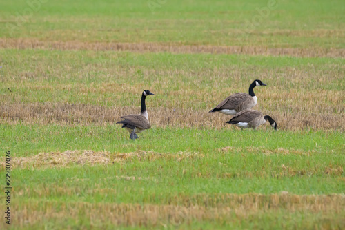 Canada geese feeding in a field