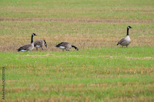 Canada geese feeding in a field