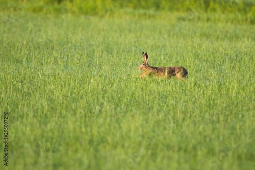 European hare running in a meadow