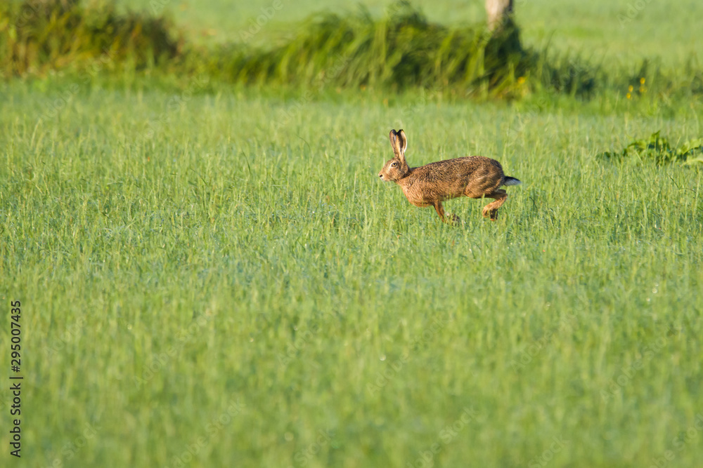 European hare running in a meadow European hare running in a meadow