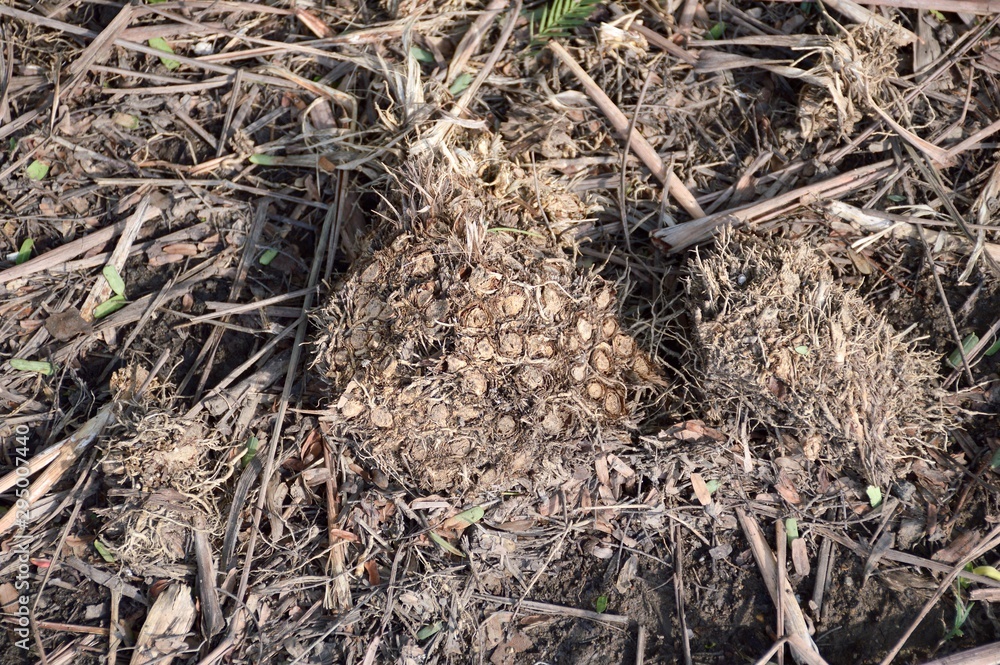 dry lemon grass root on the ground 