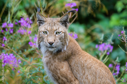 Closeup portrait of a European lynx