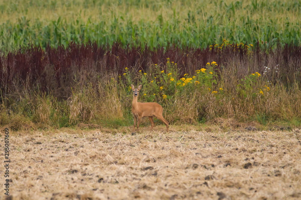 European roe deer running along a field European roe deer running along a field