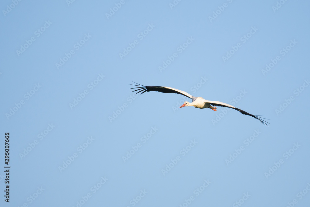 European white stork flying in front of a blue sky European white stork flying in front of a blue sky