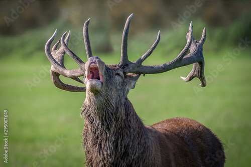 A very close photograph of the head and antlers of a royal red deer stag. Its mouth is open and head back as it bellows to warn off rivals