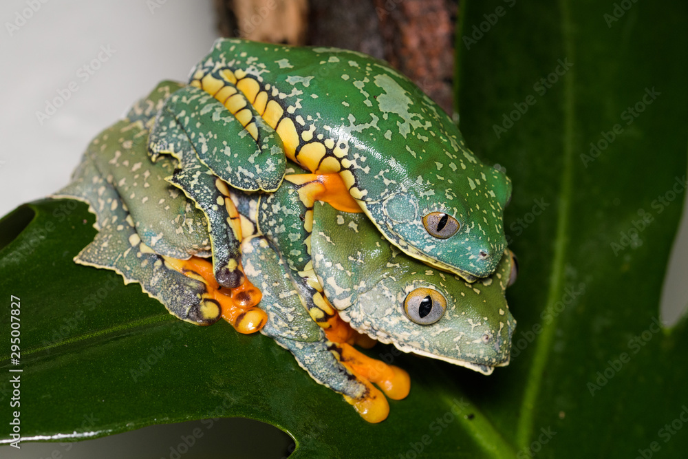 Obraz premium A pair of fringed leaf frogs in amplexus