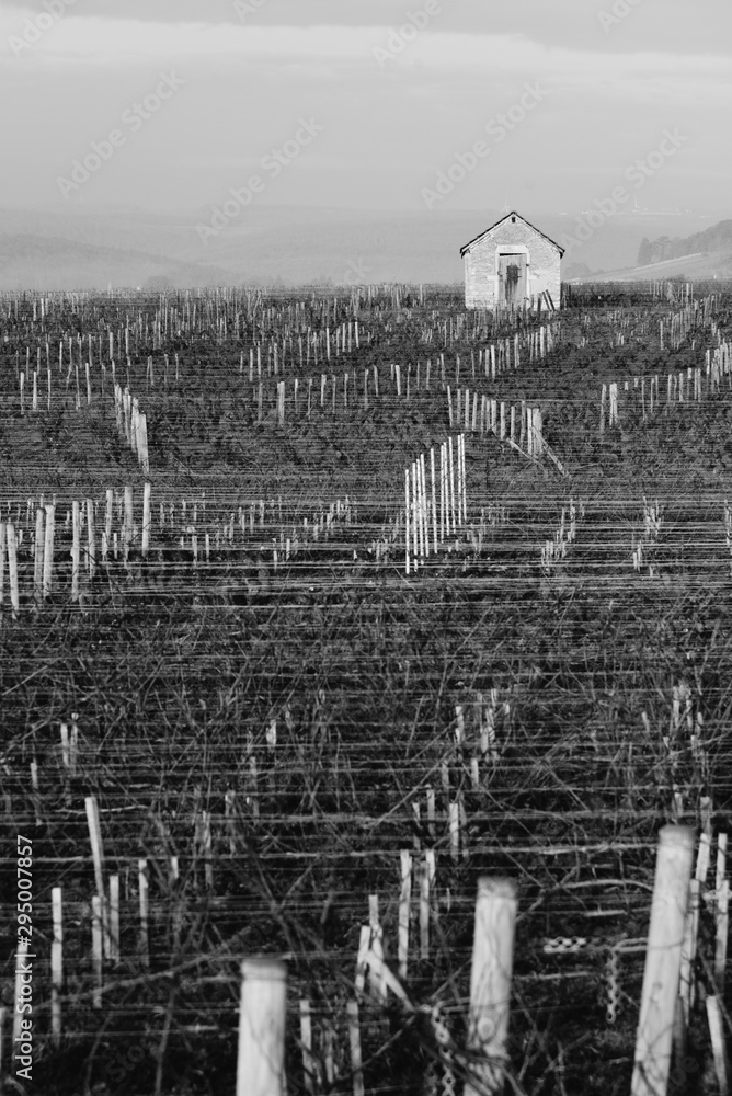un vignoble en hiver. Vignoble en Bourgogne. Les vignes en hiver en France. Vignoble à Meursault. Des rangs de vigne pendant l'hiver. Maisonnette dans les vignes