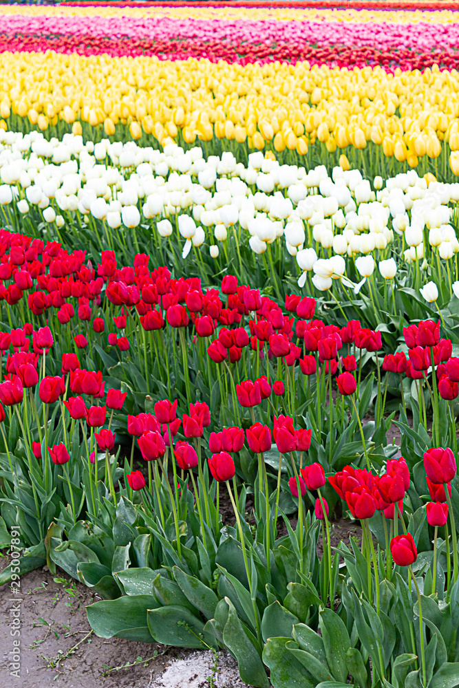 red, white, and yellow tulips planted in fields of tulip stripes of colors