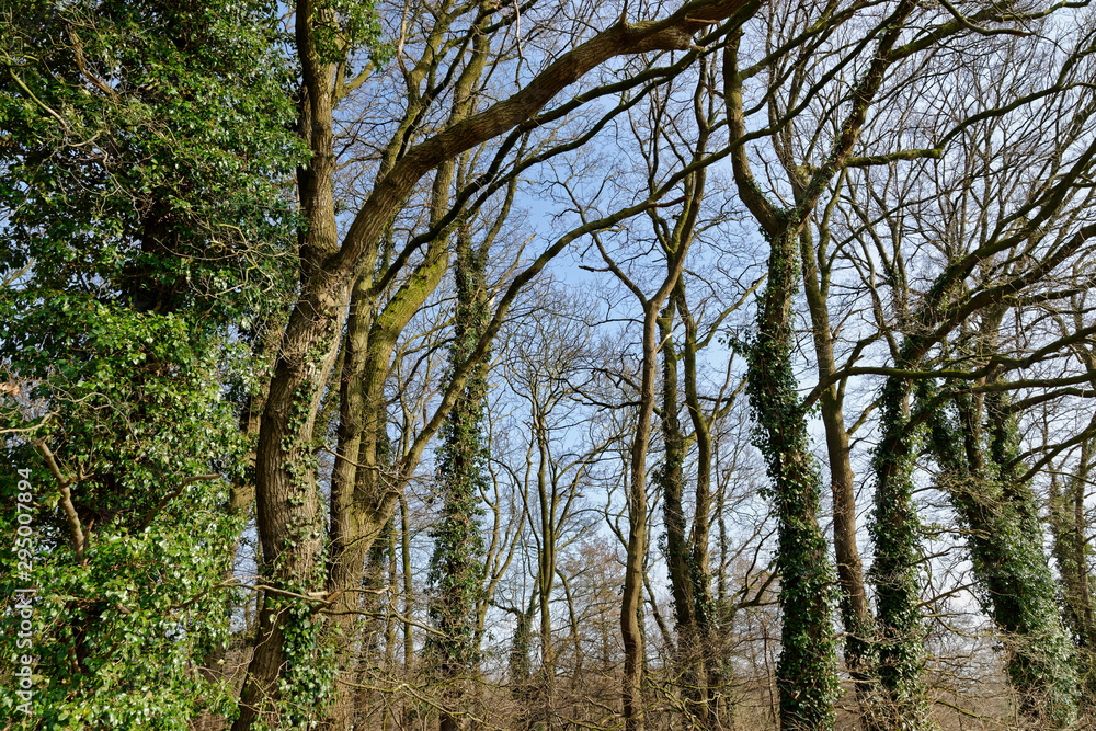 Stieleichenwald im Herbst Stieleichenwald im Herbst