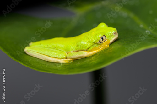 Young lemur leaf frog climbing on a plant photo